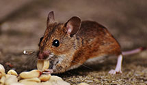 24 Hour & Emergency Exterminators in Parsons, WV